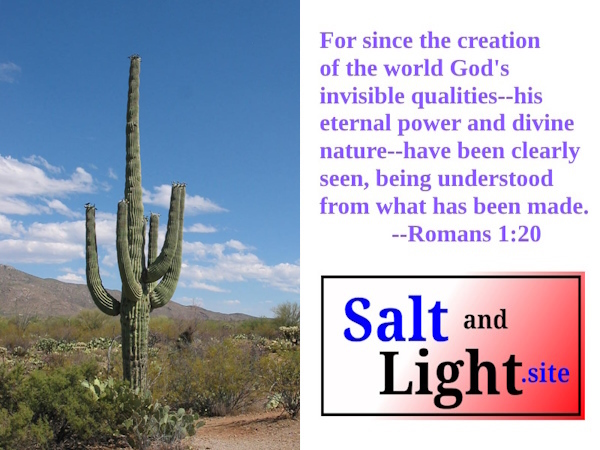 Saguaro National Park Tucson Mountain Division photo with Romans 1:20
