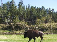 Custer State Park Black Hills South Dakota