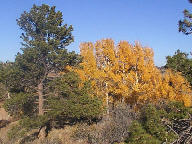Aspen at Curt Gowdy State Park in Wyoming