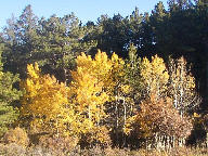 Aspen at Curt Gowdy State Park in Wyoming