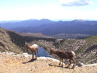 Mt. Evans Scenic Byway thumbnail