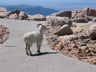 Mt. Evans Scenic Byway thumbnail