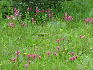 Indian Peaks Wilderness thumbnail