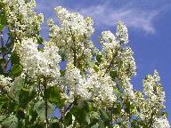 Lilacs Thumbnail