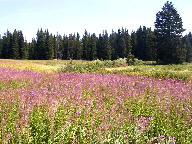 Rabbit Ears Pass thumbnail