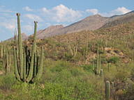 Sabino Canyon thumbnail