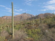Sabino Canyon thumbnail