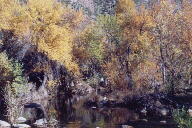 Sabino Canyon cactus and mountains
