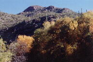 Sabino Canyon cactus and mountains