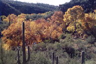 Sabino Canyon cactus and mountains