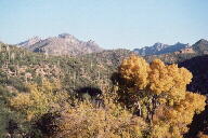 Sabino Canyon cactus and mountains
