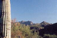 Sabino Canyon cactus and mountains