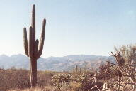 Saguaro National Park photo