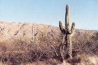 Saguaro National Park photo