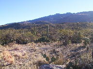 Saguaro National Park photo