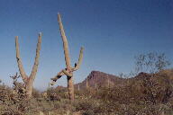 Saguaro National Park photo