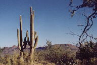Saguaro National Park photo