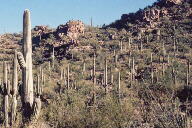 Saguaro National Park photo