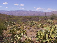 Saguaro National Park Rincon thumbnail