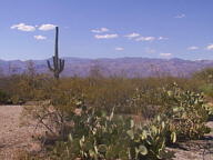 Saguaro National Park Rincon thumbnail