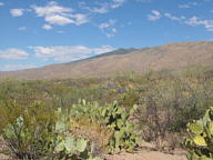 Saguaro National Park Rincon thumbnail