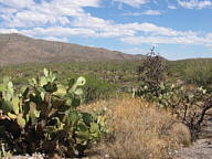 Saguaro National Park Rincon thumbnail