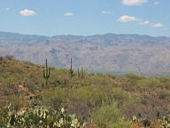 Saguaro National Park Rincon thumbnail