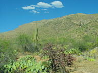 Saguaro National Park Rincon thumbnail