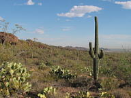 Saguaro National Park Tucson Mountain thumbnail