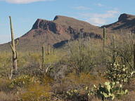 Saguaro National Park Tucson Mountain thumbnail