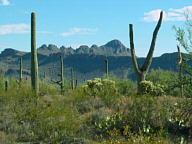 Saguaro National Park Tucson Mountain thumbnail