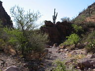 Saguaro National Park Tucson Mountain thumbnail