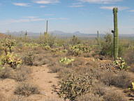 Saguaro National Park Tucson Mountain thumbnail