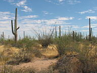 Saguaro National Park Tucson Mountain thumbnail