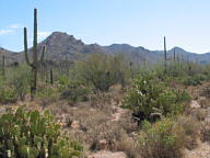 Saguaro National Park Tucson Mountain thumbnail