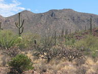 Saguaro National Park Tucson Mountain thumbnail
