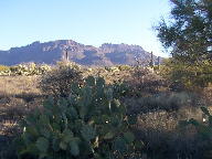 Saguaro photograph from Tucson Mountain Park