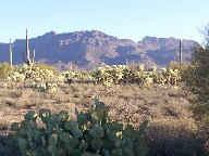 Saguaro photograph from Tucson Mountain Park
