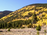 Aspen Groves in Autumn photo thumbnail