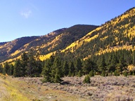 Aspen Groves in Autumn photo thumbnail