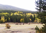Aspen Groves in Autumn photo thumbnail