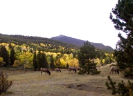 Aspen Groves in Autumn photo thumbnail