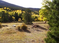 Aspen Groves in Autumn photo thumbnail