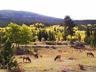Aspen Groves in Autumn photo thumbnail