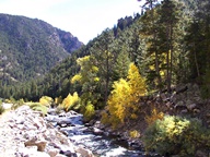 Aspen Trees in Autumn photo thumbnail