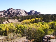 Aspen Trees in Autumn photo thumbnail