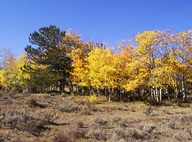 Aspen Trees in Autumn photo thumbnail