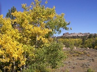Aspen Trees in Autumn photo thumbnail