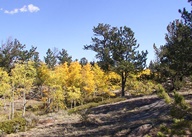 Aspen Trees in Autumn photo thumbnail