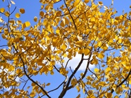 Aspen Trees in Autumn photo thumbnail